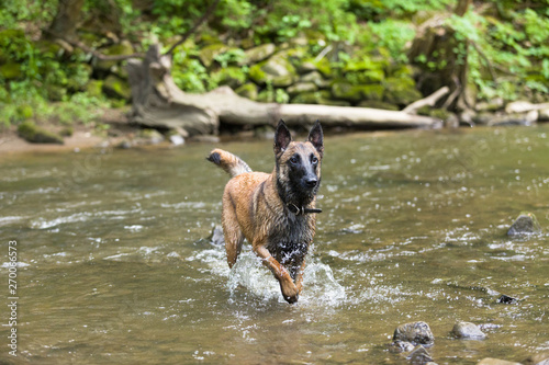 Belgian Malinois dog playing and training outside