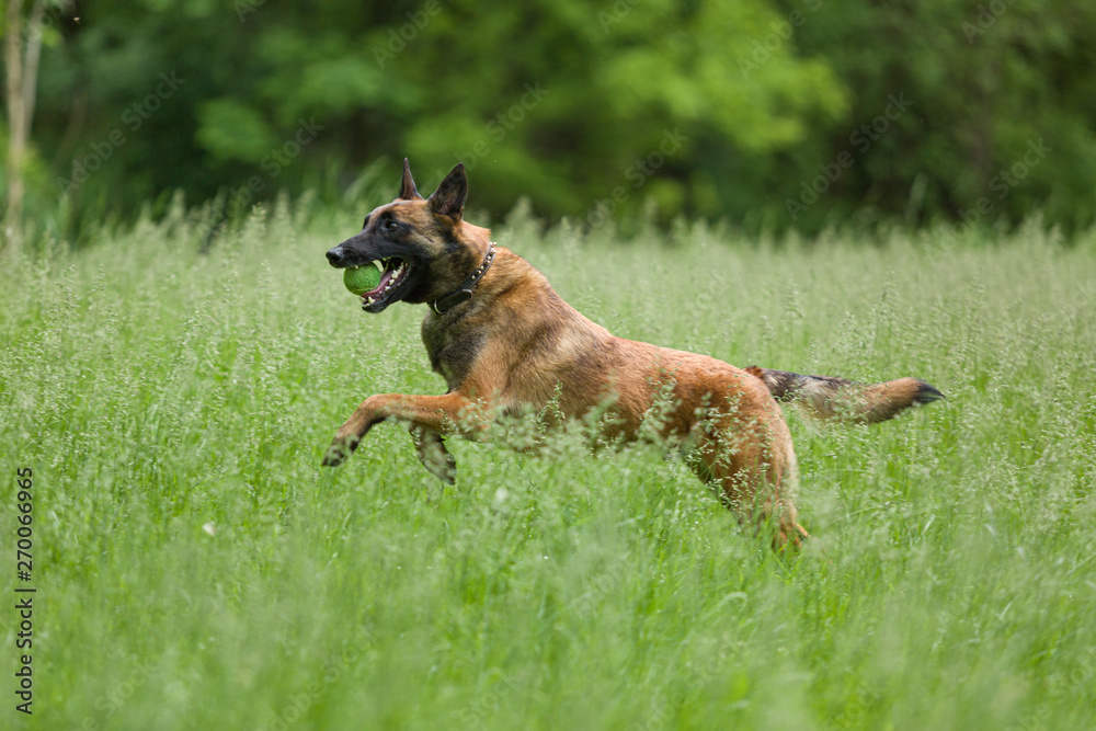 Belgian Malinois dog playing and training outside Belgian Malinois dog playing and training outside