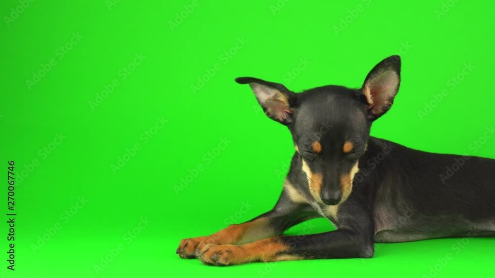 Toy Terrier dog puppy on a green screen Toy Terrier dog puppy on a green screen