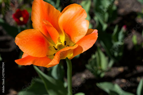 large orange tulips close up © Elen Spirit