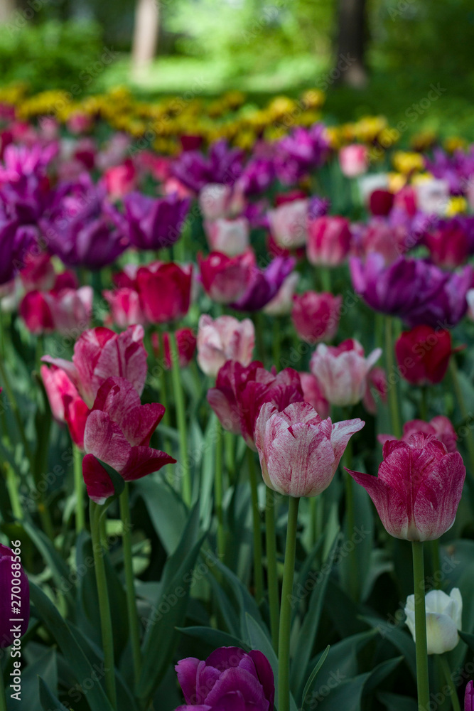 meadow with beautiful tulips in spring illuminated by the sun. meadow with beautiful tulips in spring illuminated by the sun.