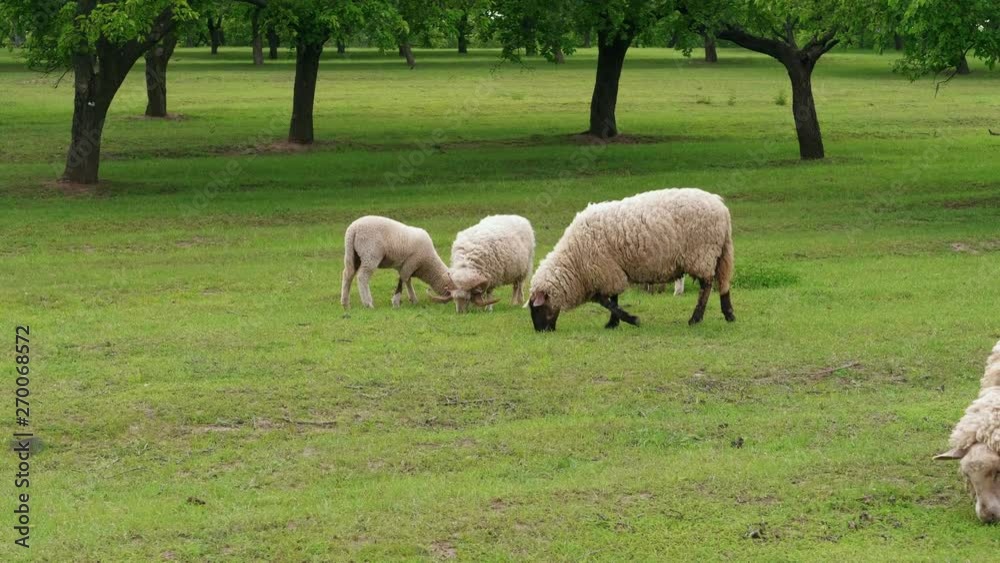 Grazing white sheep on green field near trees at spring day. Herd of sheep and lambs on pasture. Flock grazed grass. Livestock agriculture on dairy farm. Domestic animals graze. Feeding woolly ewes Grazing white sheep on green field near trees at spring day. Herd of sheep and lambs on pasture. Flock grazed grass. Livestock agriculture on dairy farm. Domestic animals graze. Feeding woolly ewes