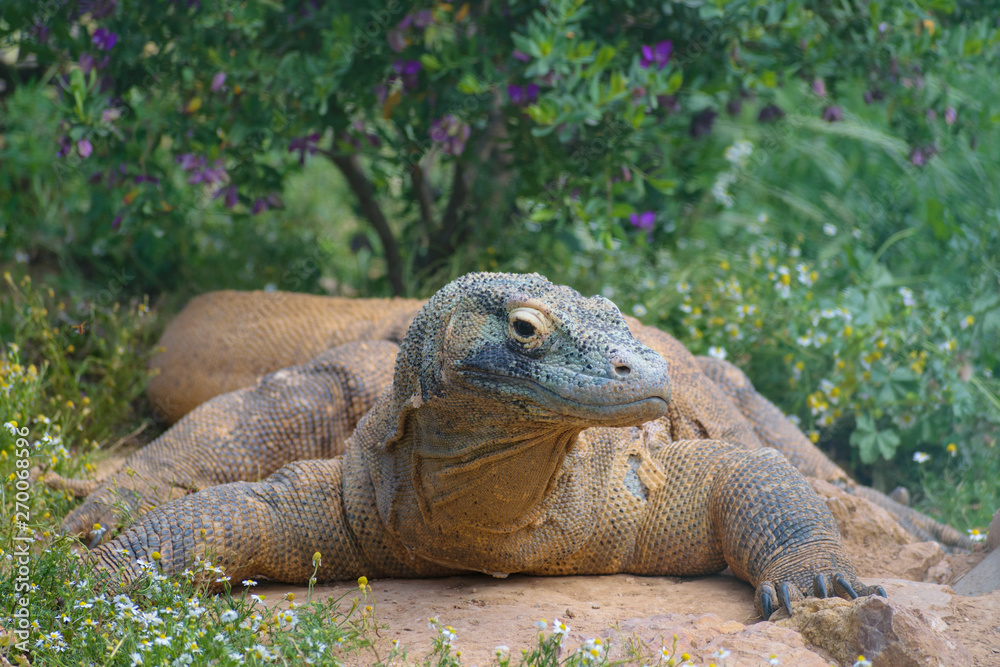 Komodo Dragon (Varanus komodoensis) close up Komodo Dragon (Varanus komodoensis) close up