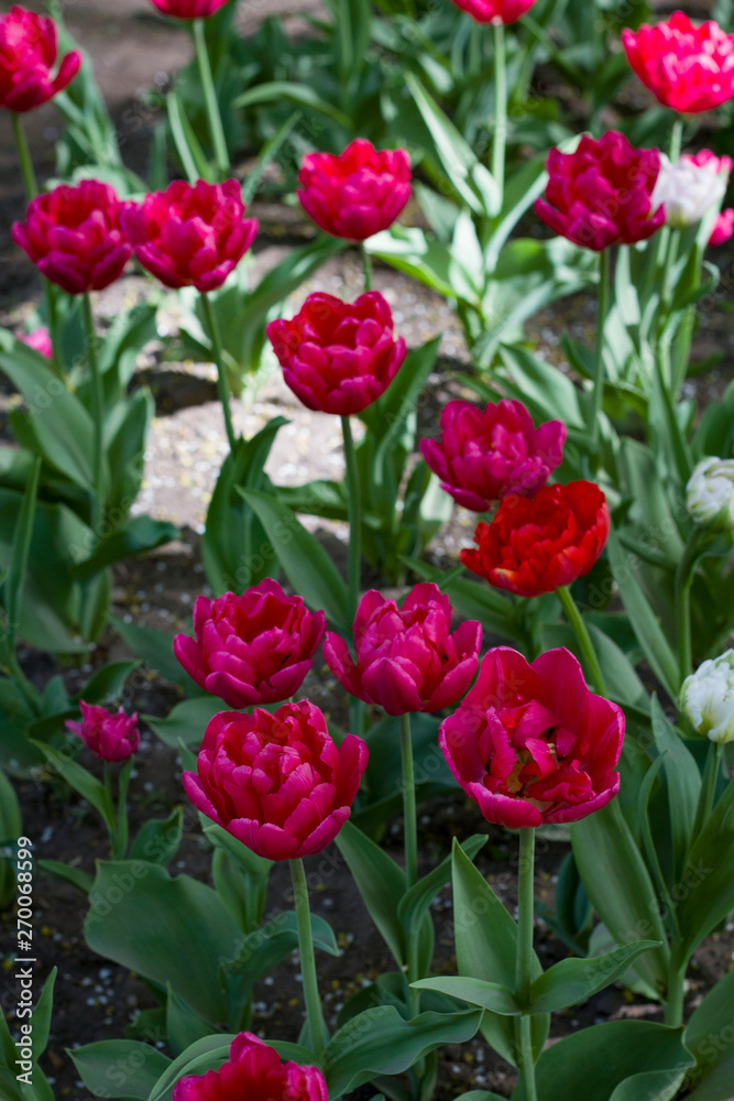 glade covered with many violet pink tulips glade covered with many violet pink tulips