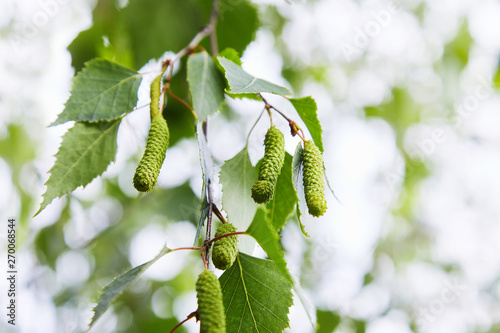 Tablou pe pânză branch of birch tree (Betula pendula, silver birch, warty birch, European white