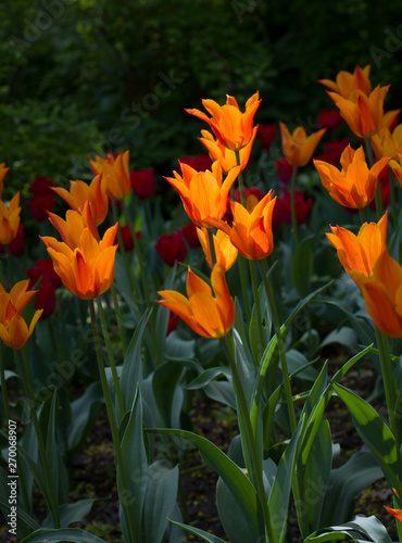 large red-yellow tulips lit by the sun
