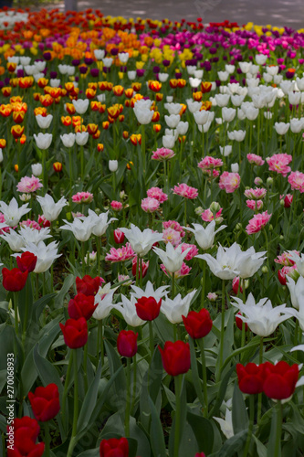 field with large bright multicolored tulips lit by the sun.