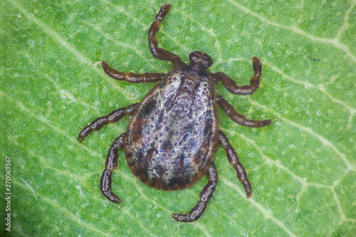 The ixodid tick (Dermacentor marginatus) on the green leaf 