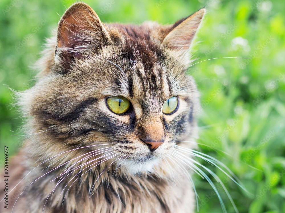 Portrait of a close-up of a young, striped, fluffy cat on a green background_