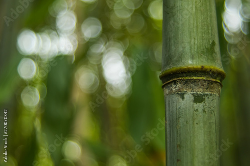 Bamboo in the forest