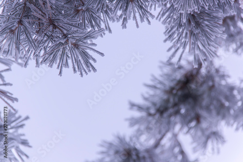  Spruce needles in hoarfrost