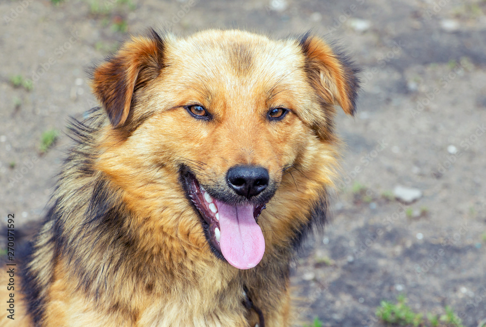 Portrait of a close-up of a young fluffy dog_ Portrait of a close-up of a young fluffy dog_