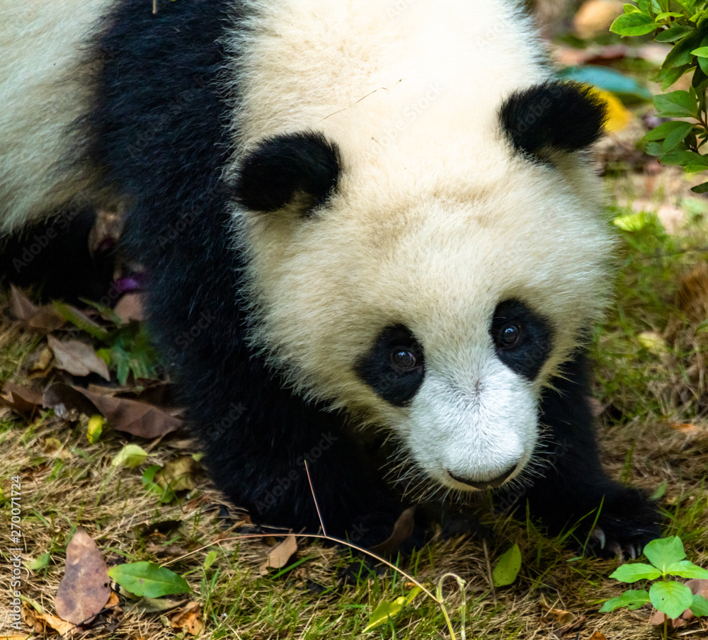 Fototapeta premium A cute little panda plays on the ground
