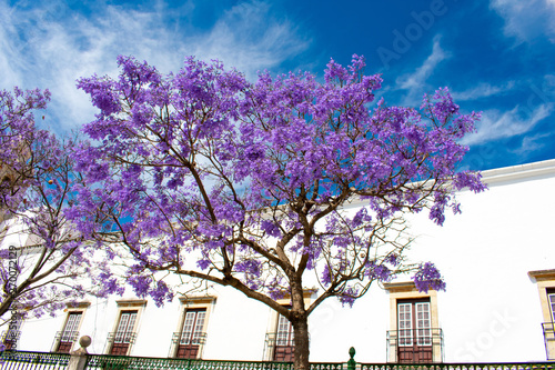Jacaranda Mimosifolia Beautiful purple tree against white building and Blue sky, Faro, Algarve Portugal