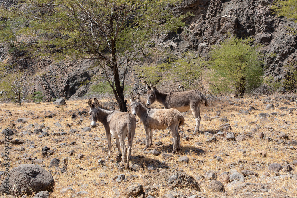 Three gray wild donkeys on the island of São Vicente, Cape Verde, Cabo Verde.