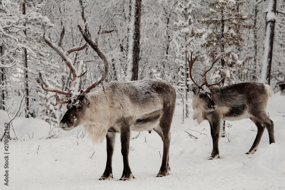 Herd of Reindeer out in the wild Forrest Herd of Reindeer out in the wild Forrest