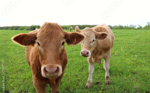 Two curious Charolais steers standing in the meadow