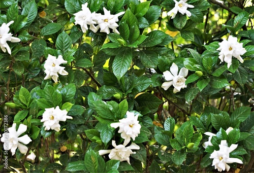 Gardenia flower (Gardenia jasminoides) with the tree and green leaves pattern background texture, Spring in GA USA. photo