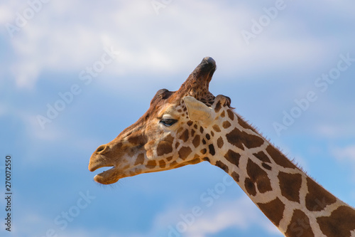 Giraffe  Rothschild s giraffe  Giraffa camelopardalis rothschildi  portrait against blue sky