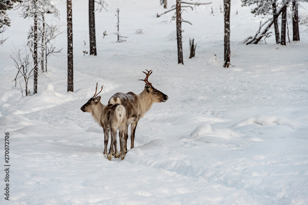 Reindeer mother and calf  walking in the snow with the herd in the wild Finnish forests