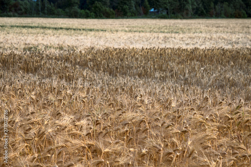 Wheat fields in Europe photo