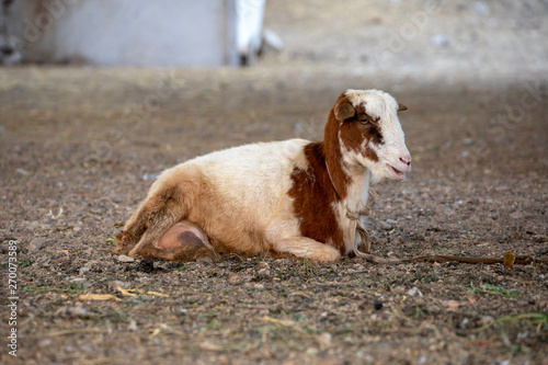 Bleating goat lies on the ground, on a rope, in the center of Mindelo, on the island São Vicente, Cape Verde, Cabo Verde.