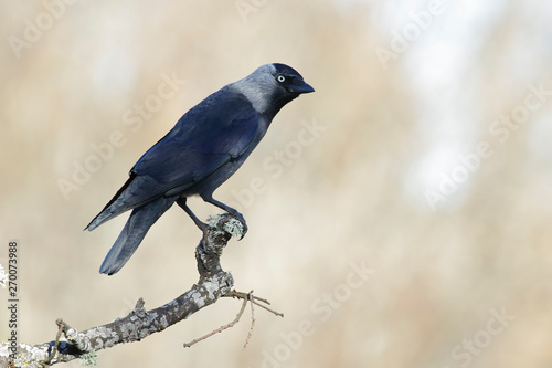 Western Jackdaw, ( Corvus monedula ) , perched on a tree branch. Spain