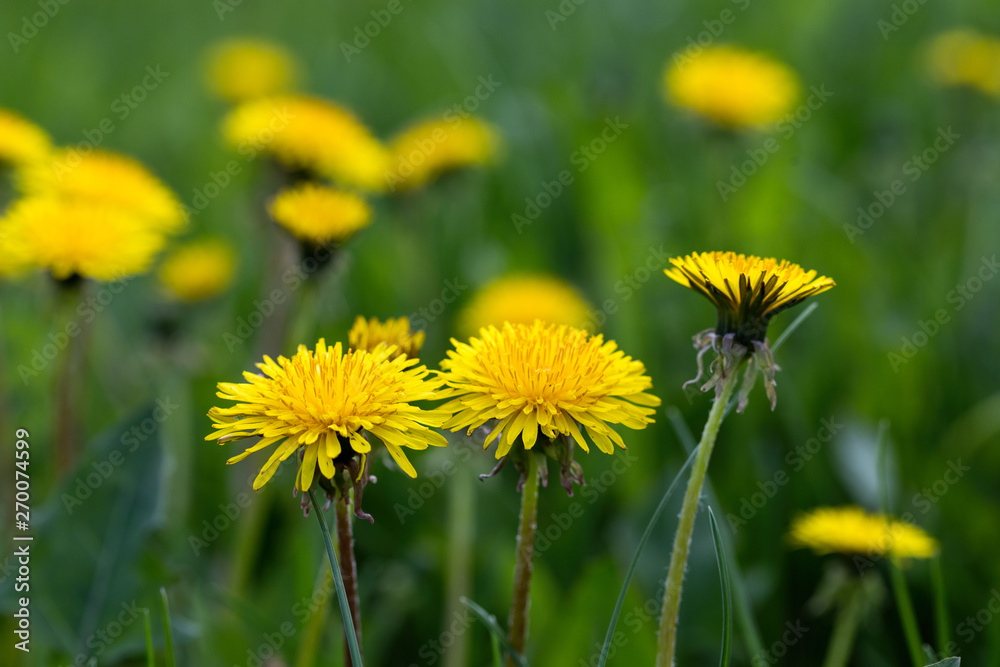 Solar background from a spring long young grass in the foreground. On a background the field from the yellow blossoming dandelions. The place for copespace - Solar background from a spring long young grass in the foreground. On a background the field from the yellow blossoming dandelions. The place for copespace -