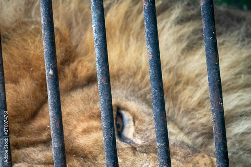 Portrait of a lion with an impressive placid look photo