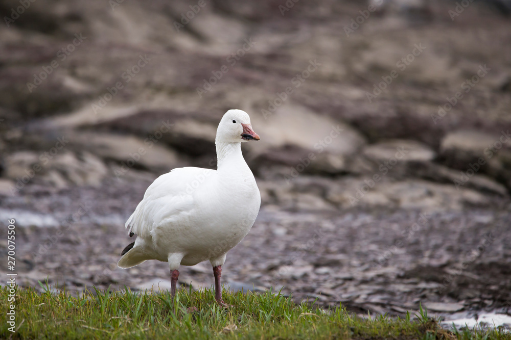 White-morph snow goose standing proudly with muddy beak on the north shore of the St. Lawrence River during the spring migration, Quebec City, Quebec, Canada White-morph snow goose standing proudly with muddy beak on the north shore of the St. Lawrence River during the spring migration, Quebec City, Quebec, Canada