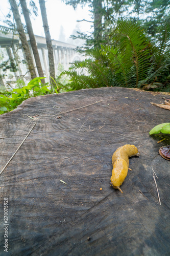 Banana slug crawling over cut redwood stump