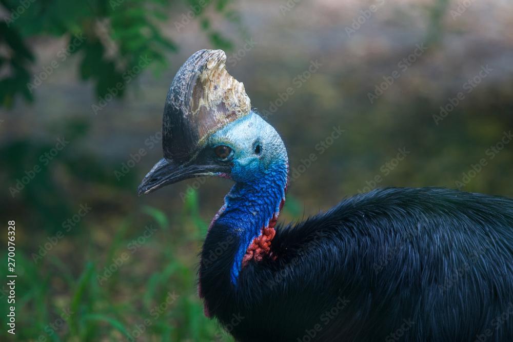 Naklejka premium Southern cassowary