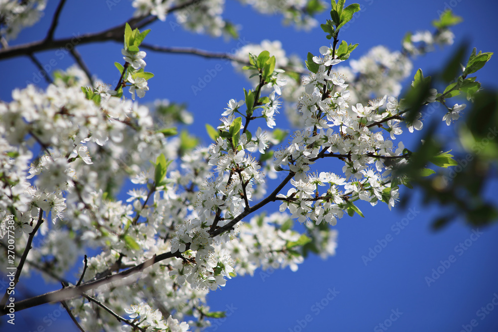 Bloom of a cherry tree in spring Bloom of a cherry tree in spring