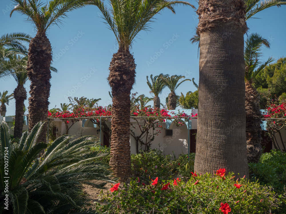 Fototapeta premium Beautiful colourfull blossom flowers in Greek Island
