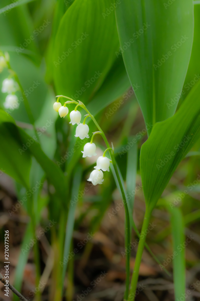 Fototapeta premium Lily of the valley flower in spring forest