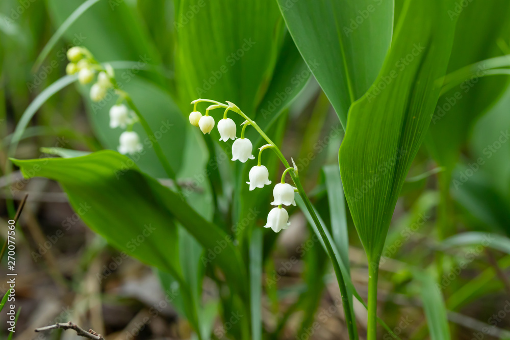 Lily of the valley flower in spring forest Lily of the valley flower in spring forest