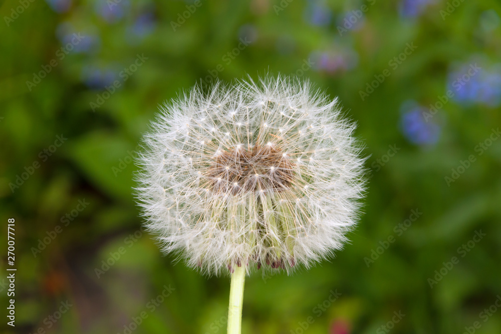 White dandelion in the spring sunny garden White dandelion in the spring sunny garden