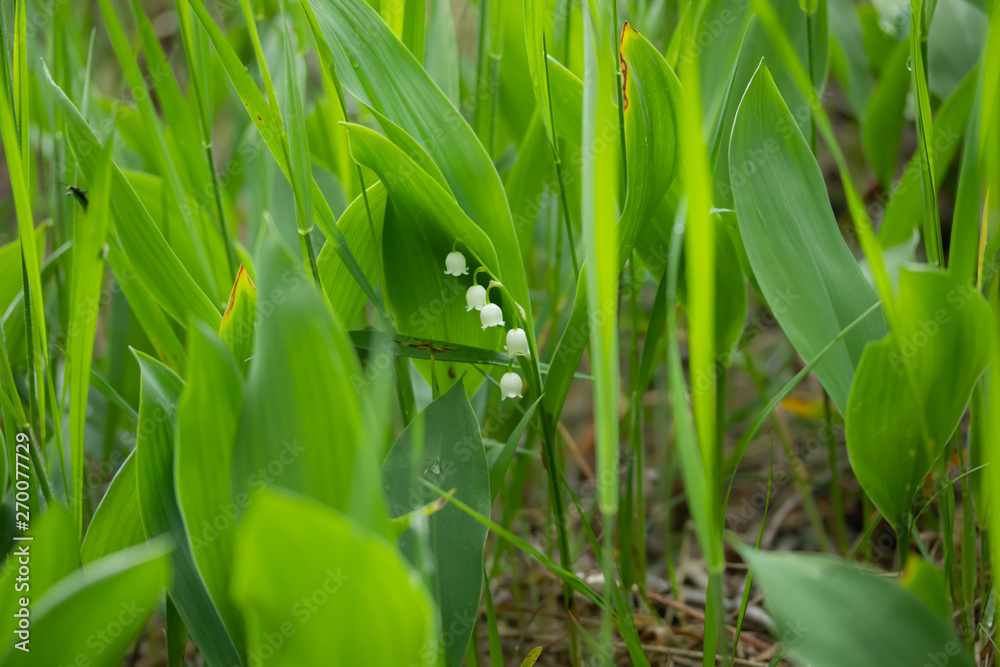 Lily of the valley flower in spring forest Lily of the valley flower in spring forest
