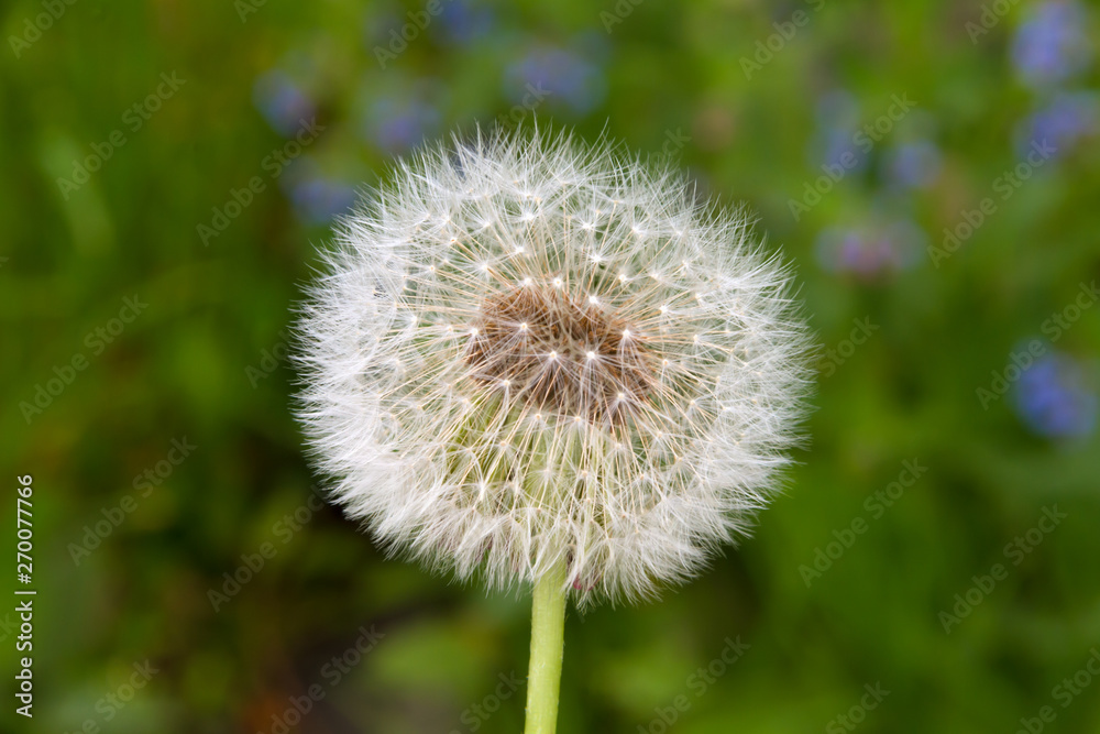 White dandelion in the spring sunny garden White dandelion in the spring sunny garden