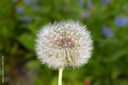 White dandelion in the spring sunny garden