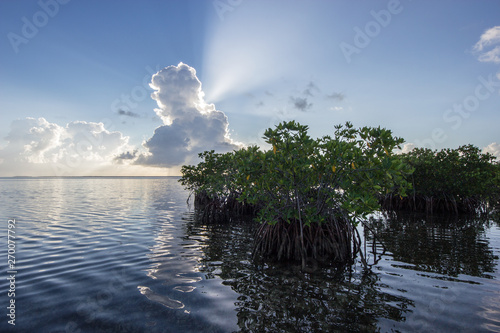 Sun rays emanating from behind a large cumulus cloud over Red Mangrove trees in Biscayne National Park, Florida.
