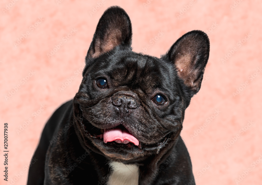 Portrait of a cute black french bulldog smiling . domestic animal.