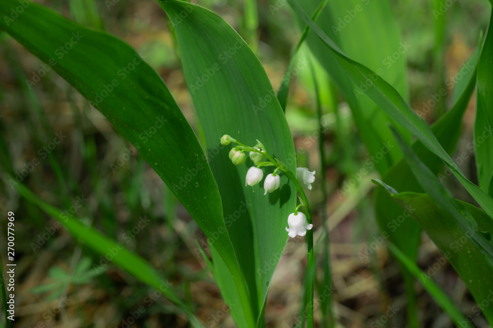 Lily of the valley flower in spring forest Lily of the valley flower in spring forest