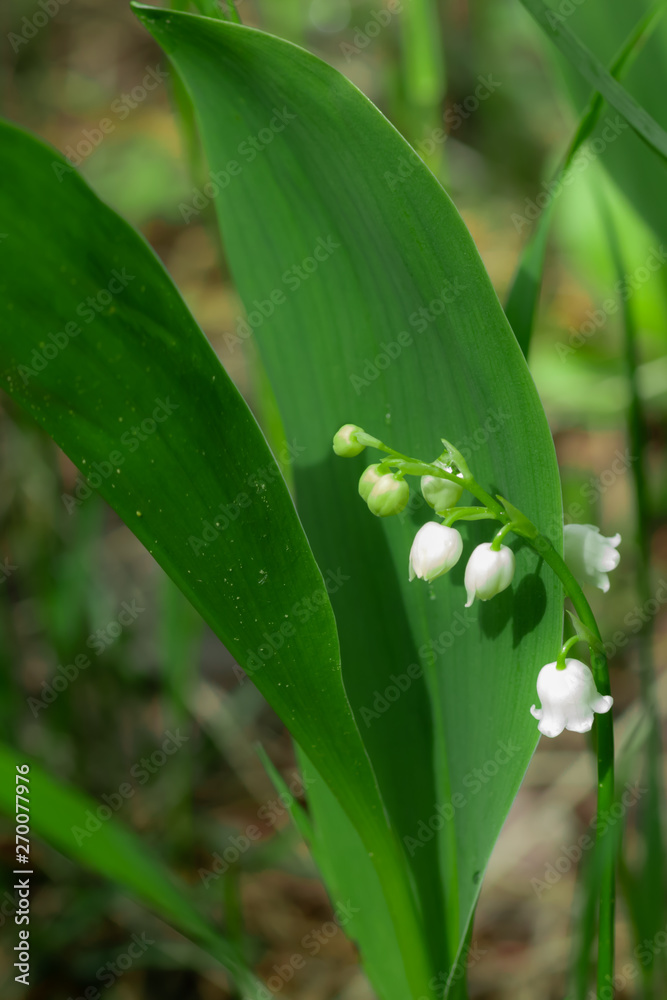 Lily of the valley flower in spring forest Lily of the valley flower in spring forest