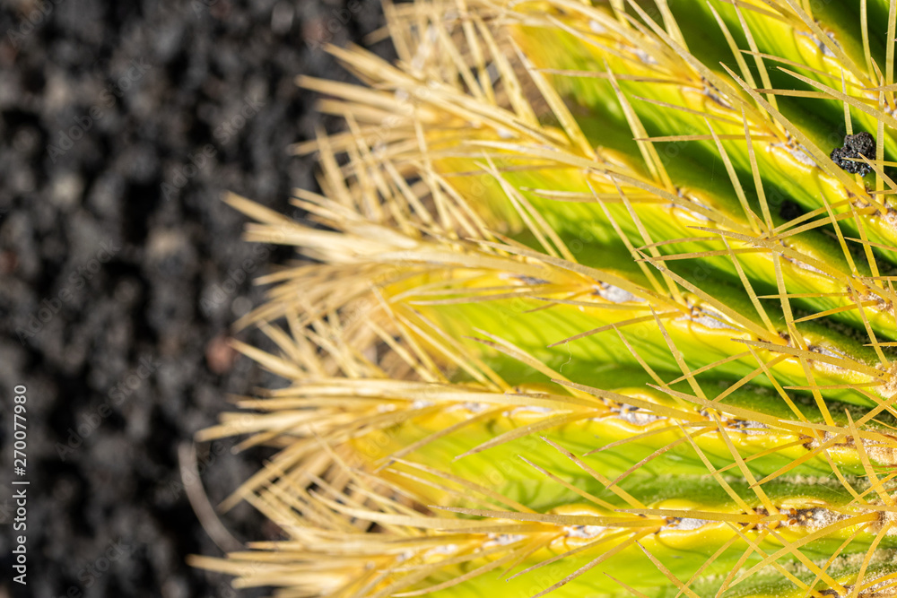 Close up of golden barrel cactus (Echinocactus grusonii) Close up of golden barrel cactus (Echinocactus grusonii)