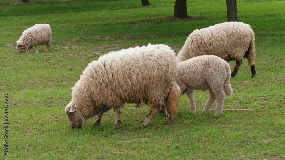 Grazing white sheep and lamb on green field near trees at spring day. Herd of sheep on pasture. Flock grazed grass. Livestock agriculture on dairy farm. Domestic animals graze in paddock. Woolly ewes Grazing white sheep and lamb on green field near trees at spring day. Herd of sheep on pasture. Flock grazed grass. Livestock agriculture on dairy farm. Domestic animals graze in paddock. Woolly ewes