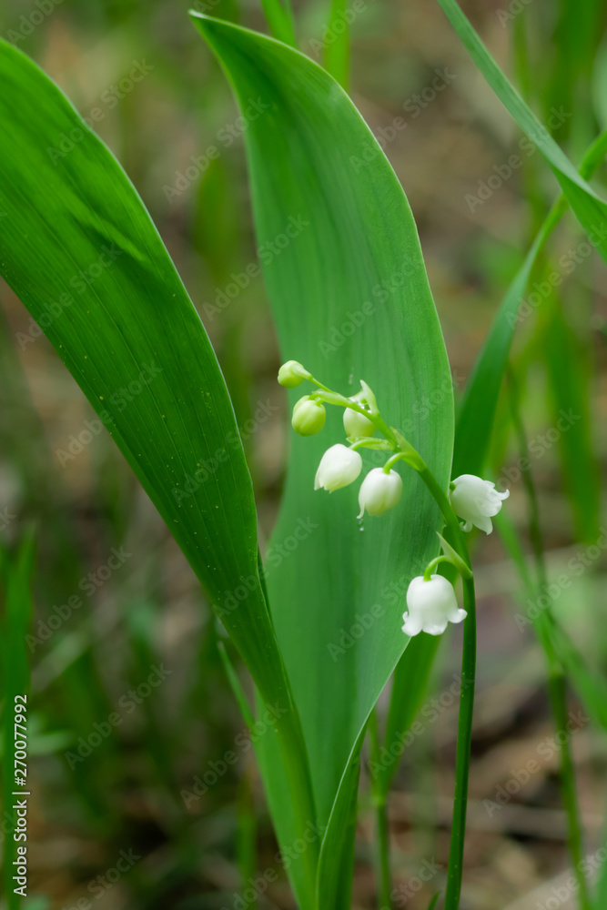 Lily of the valley flower in spring forest Lily of the valley flower in spring forest