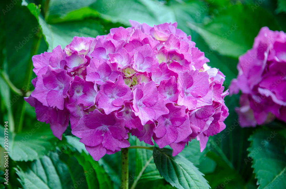 Hydrangea Hydrangea