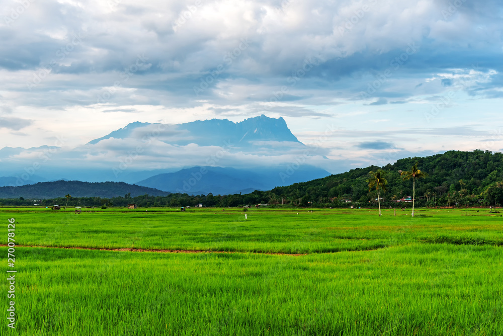 Fototapeta premium Mt Kinabalu and paddy field in Kota Belud Sabah Borneo Malaysia