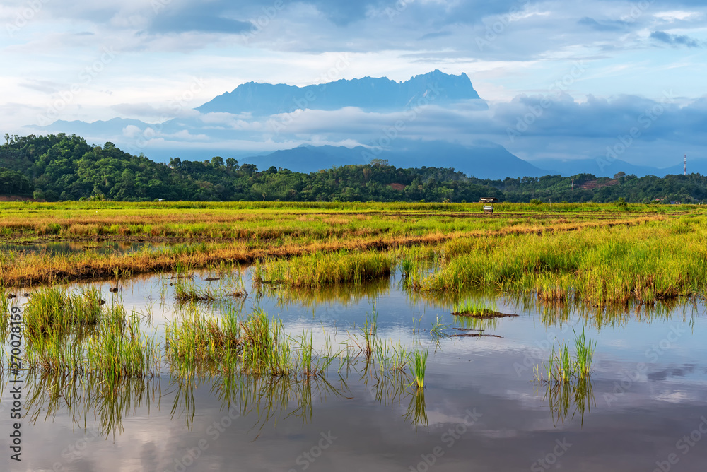 Mt Kinabalu view from the paddy field in Kota Belud Sabah Borneo Malaysia Mt Kinabalu view from the paddy field in Kota Belud Sabah Borneo Malaysia